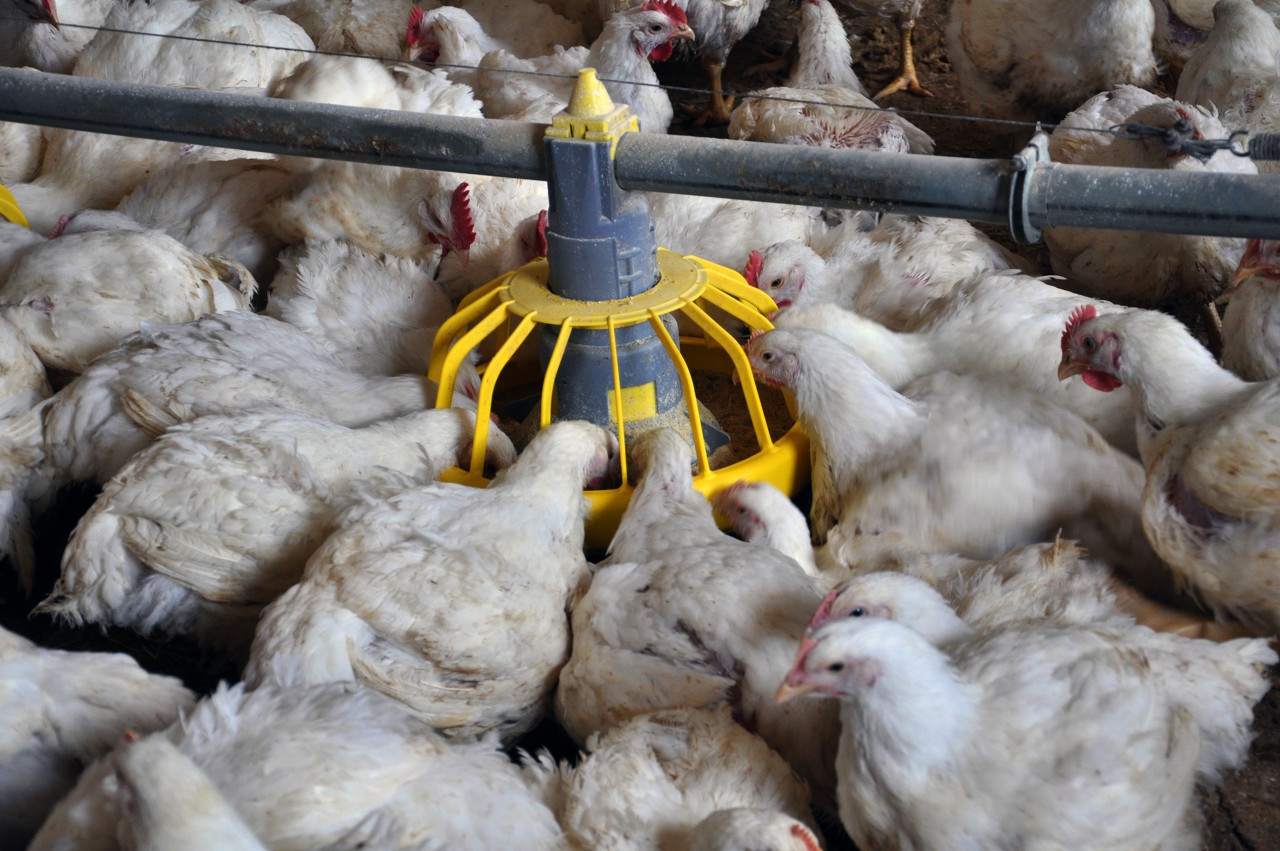 家禽常见下痢的疾病