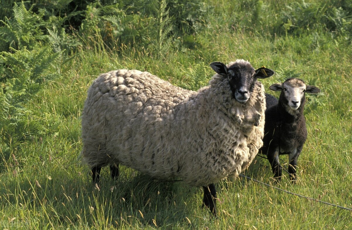 母羊分娩后怎样饲养,母羊饲养管理的措施