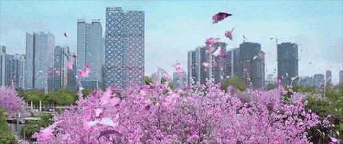 柳州哪里有免费花海,柳州花海紫荆花真实视频