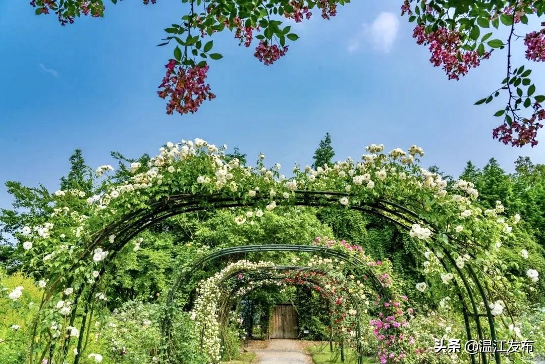 成都温江特色旅游,新旅游潮成都主题旅游目的地