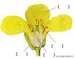 义务教育科学四年级期中测试卷,苏教三年级科学下册质量检测试题