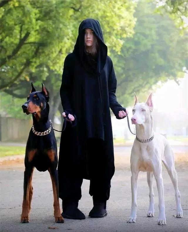 世界各国大型猛犬排名,世界各国猛犬排名