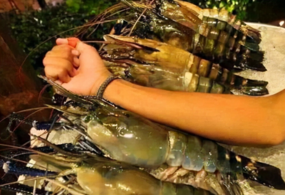 中国拒收印度虾,中国进口印度大虾