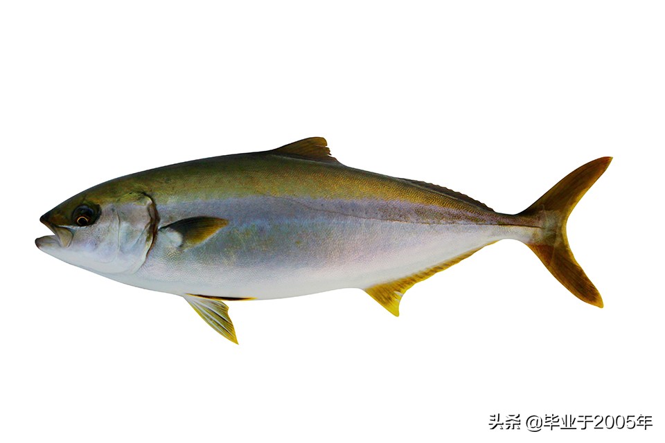 辽宁的水产品有哪些,辽宁常见的鱼