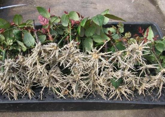 养花怎么养才能养根,养花先养根学一招就能撑爆盆