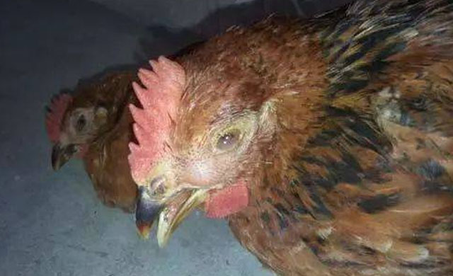 养殖鸡眼睛用什么方法治,鸡病防治与用药知识大全