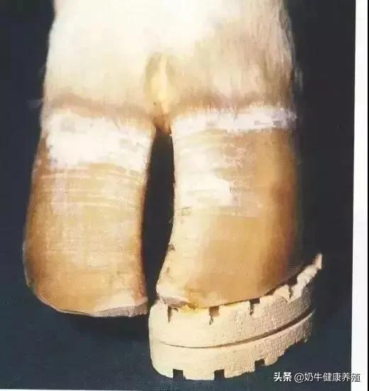 奶牛腐蹄病最快治疗方法,奶牛常见蹄病的预防和治疗