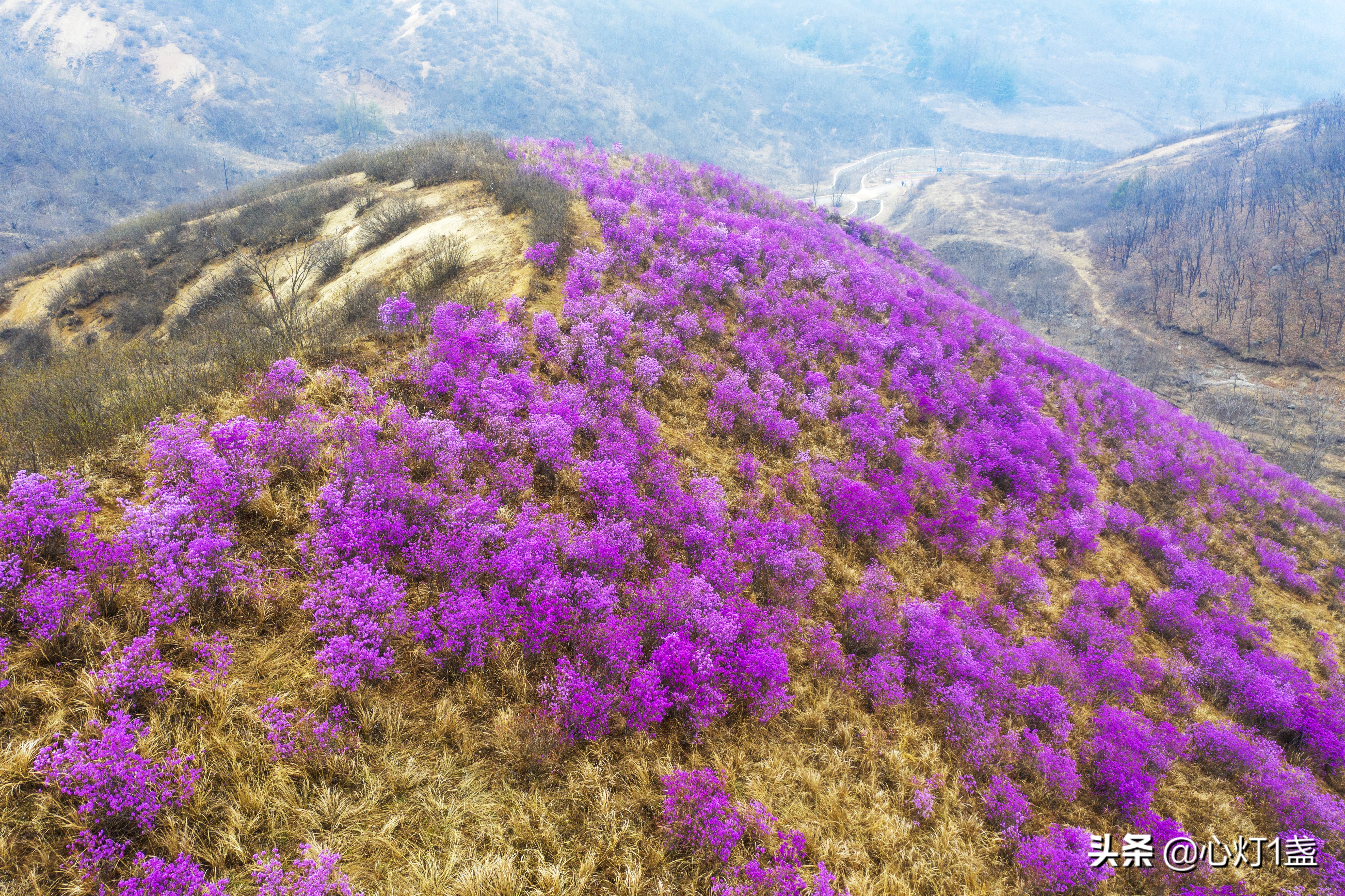 岫岩映山红什么季节开,岫岩映山红花期开多久