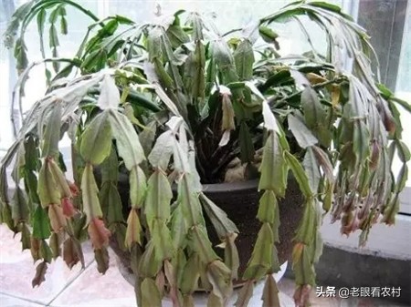 蟹爪兰仙人指的养殖方法,蟹爪兰花卉怎样养护