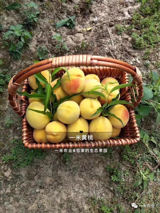 一年一度的黄桃季又来啦,黄桃丰收的季节到了