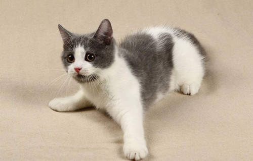 养狗或猫是否对抑郁症有好处,猫狗能治愈抑郁症吗