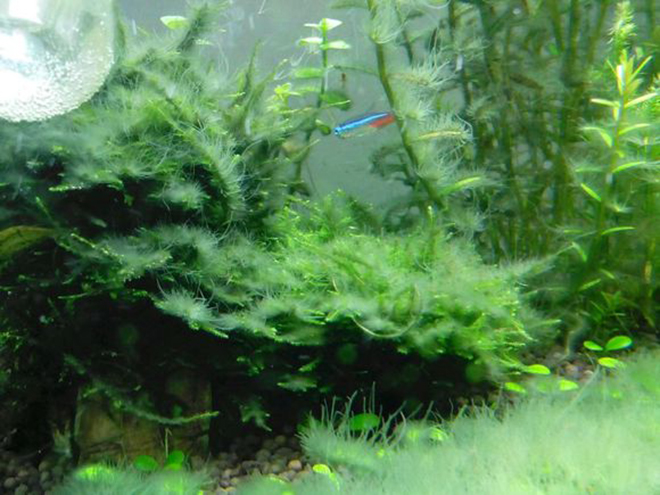 鱼缸藻类清除妙招物理,处理鱼缸绿藻最好的鱼