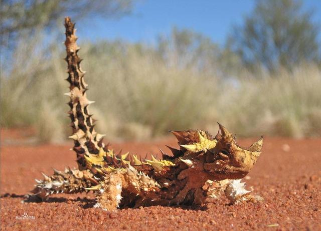 动物饮水怎么解决,动物喝水为什么不生病