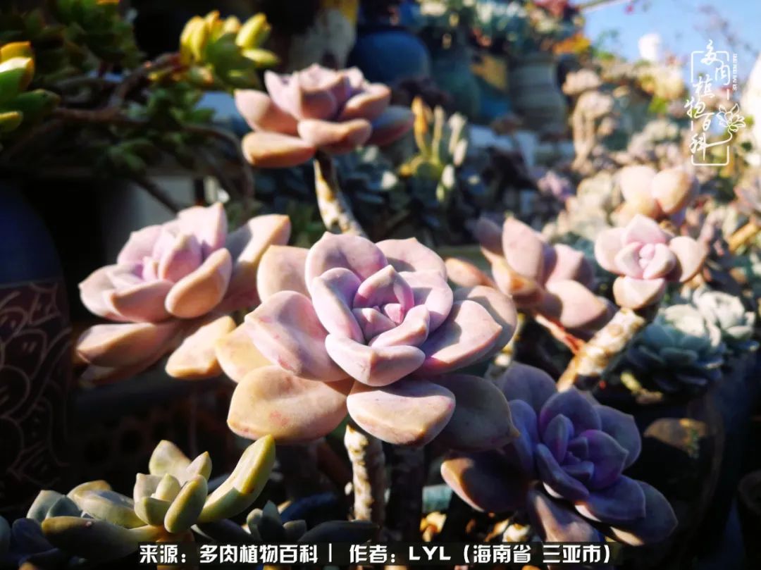 开挂区养多肉,非开挂区怎么把多肉养出状态