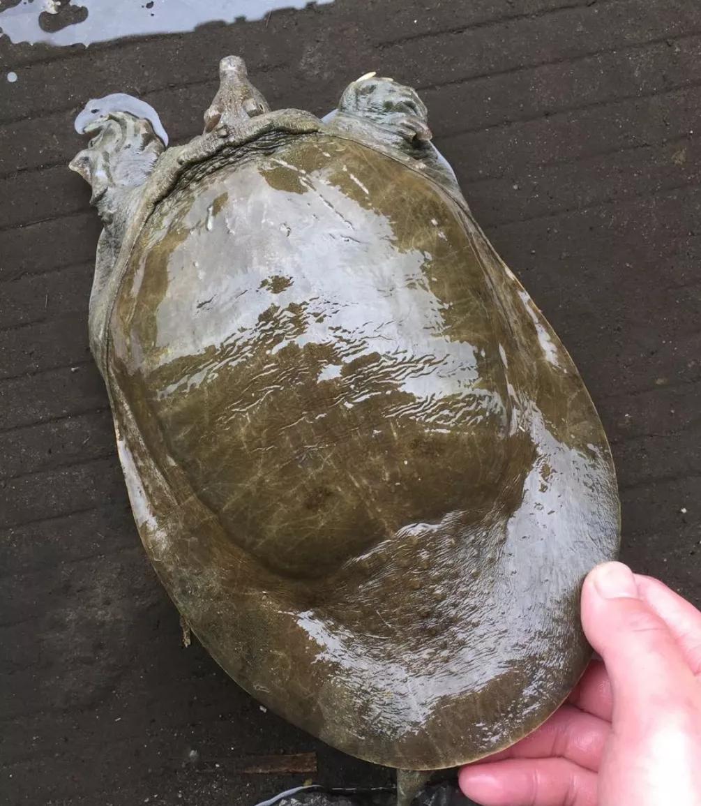 知己知彼百战不殆知是什么意思,知己知彼百战不殆是情报战吗