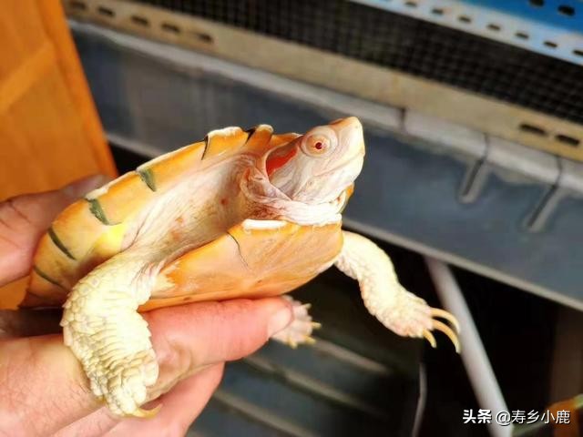 巴西龟到底有什么,巴西龟真的不值钱吗