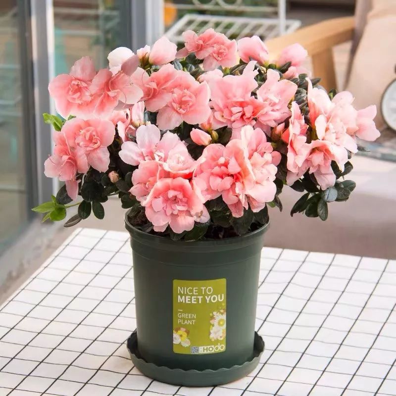 冬天一定要养的十种花,冬天养花养哪些植物好看