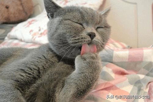 辟谣猫咪,猫咪吐毛球的学术说法