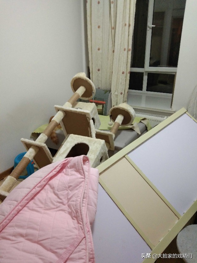 你这样的白橘猫，叫我怎能不爱？