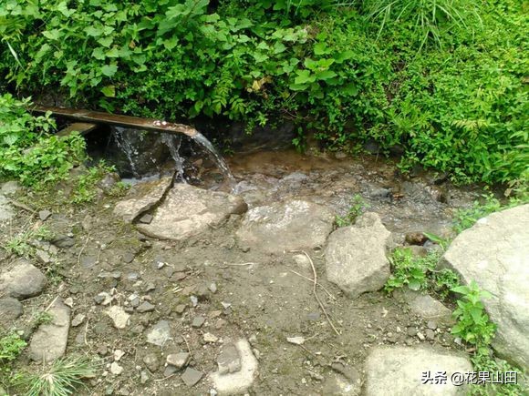 深山老林养鸡全过程,林下养鸡需要具备什么条件