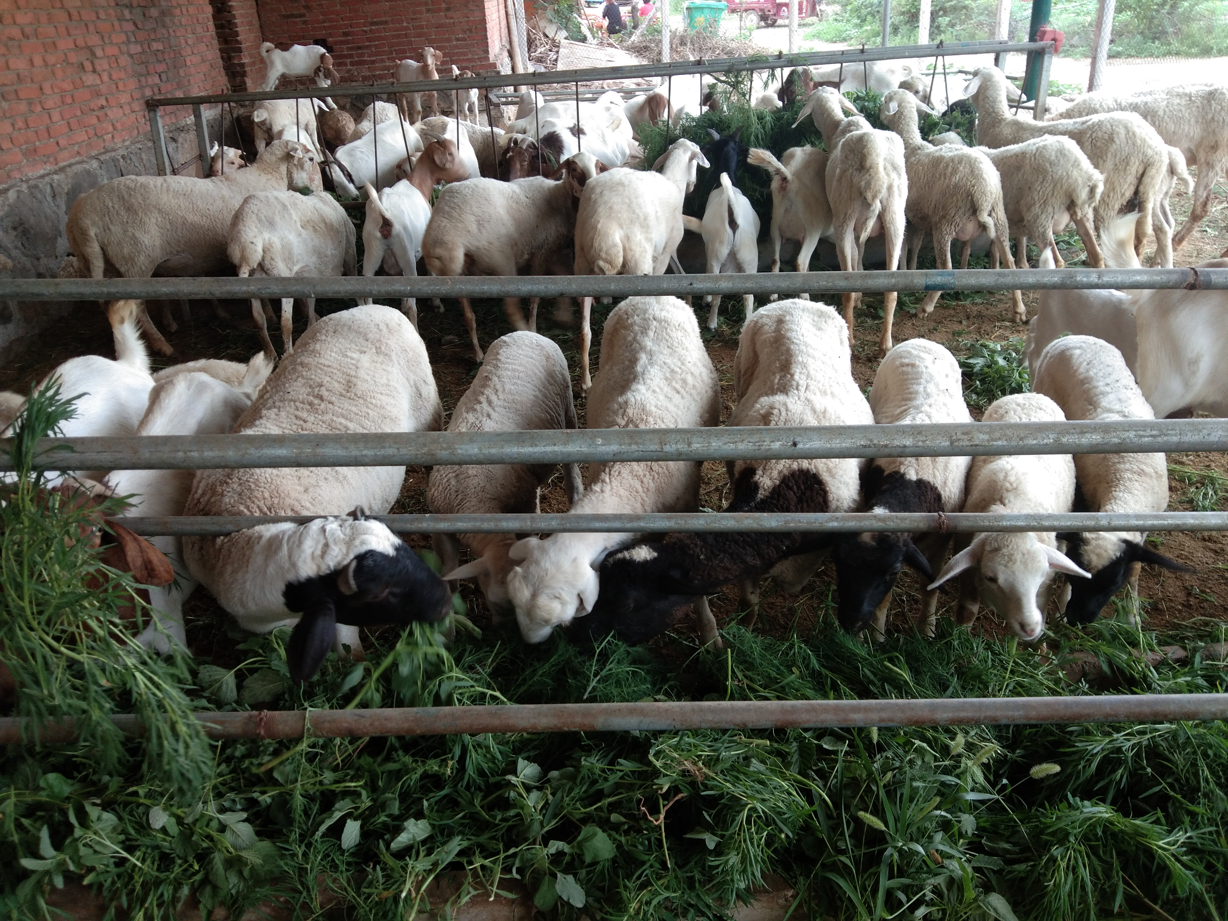 养羊到底是选哪个羊好一点,养羊品种纯不纯重要吗