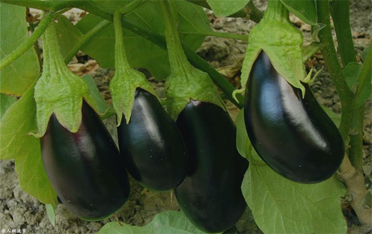 夏季茄子长期储藏的方法,茄子果实腐烂怎么处理