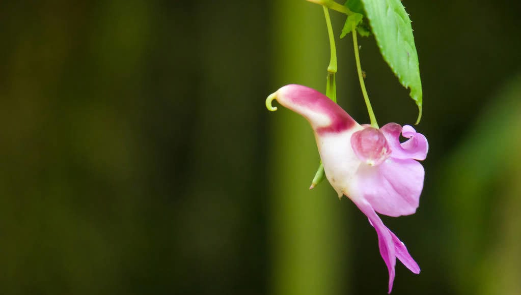 相似动物的花有哪些,稀奇古怪的动物花图片