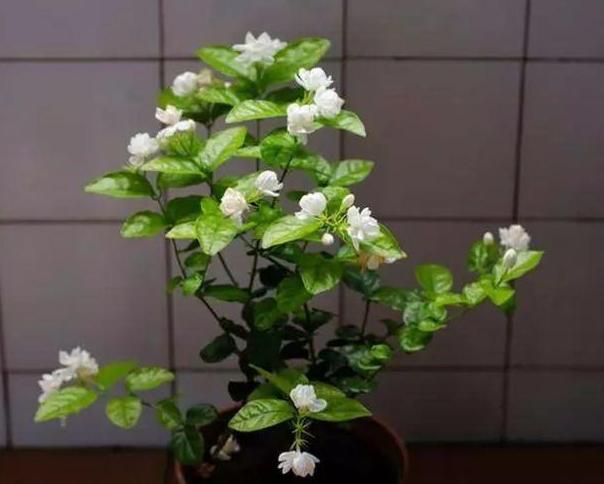 用大蒜养花会有意想不到的效果,大蒜养花小技巧图片