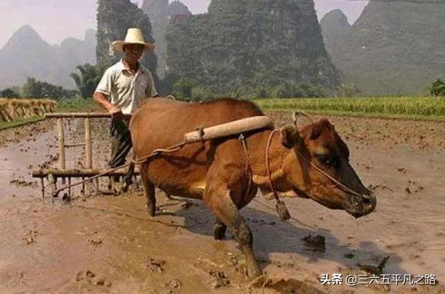 2017年到2022年生肖变化,辛丑年对应的是什么生肖