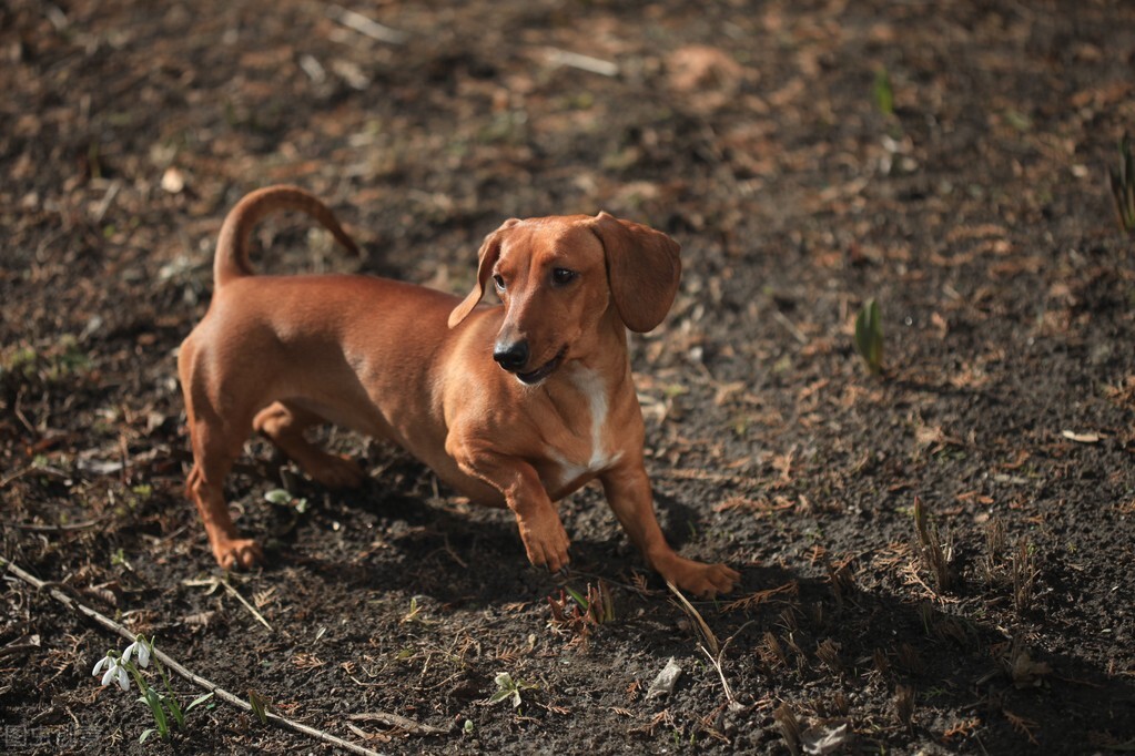 养狗须知如何解决狗狗掉毛问题,狗狗受伤用什么药好得快