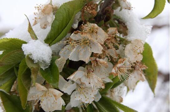 关于樱桃冻害的处理方法,大棚樱桃花期冻害后如何补救