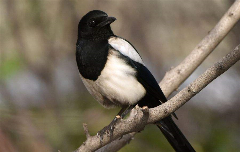 秦岭山里常见的鸟,秦岭的猛禽