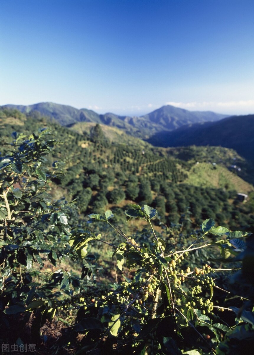 牙买加蓝山咖啡哪个牌子最正宗,牙买加蓝山咖啡优缺点
