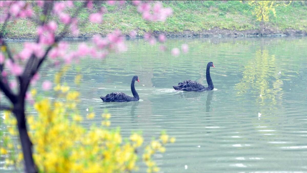 杜甫江南烟雨行舟,江南烟雨行舟的下一句