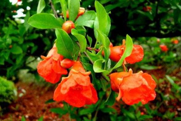 想要石榴开花春季能修剪吗,石榴树要想快速结果