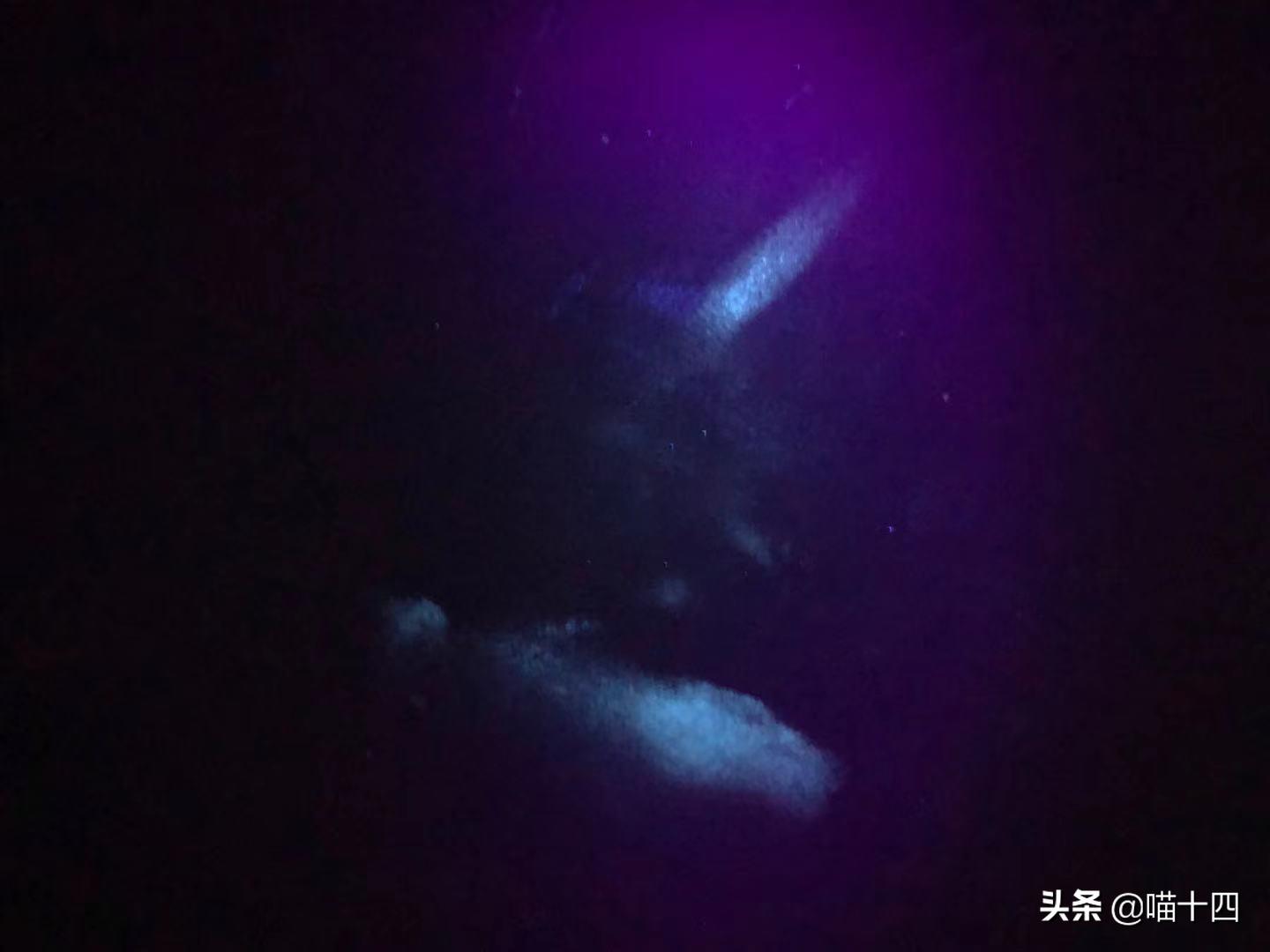 宠物荧光伍德氏灯,猫癣专用伍德氏灯