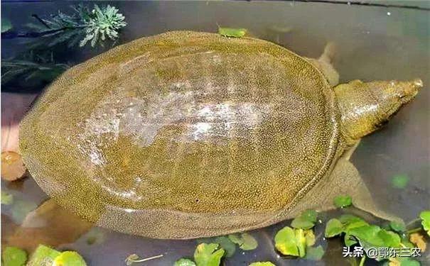 甲鱼最好杀的方法,在野外吃甲鱼