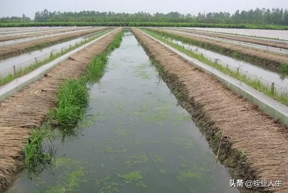 水蛭最新养殖模式,水蛭养殖注意事项有哪些