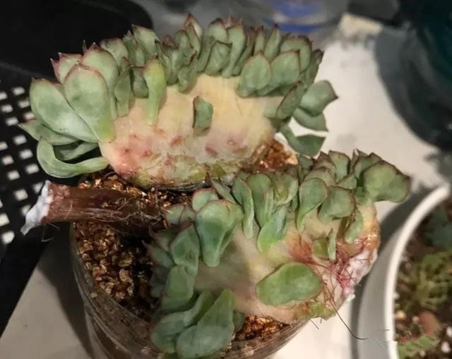 都有哪些过期的药片可以养花,过期的养花药有哪些