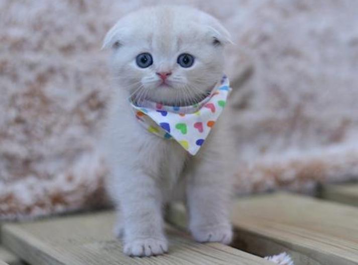 最近很火的猫咪折耳猫,有着天使的面孔的猫