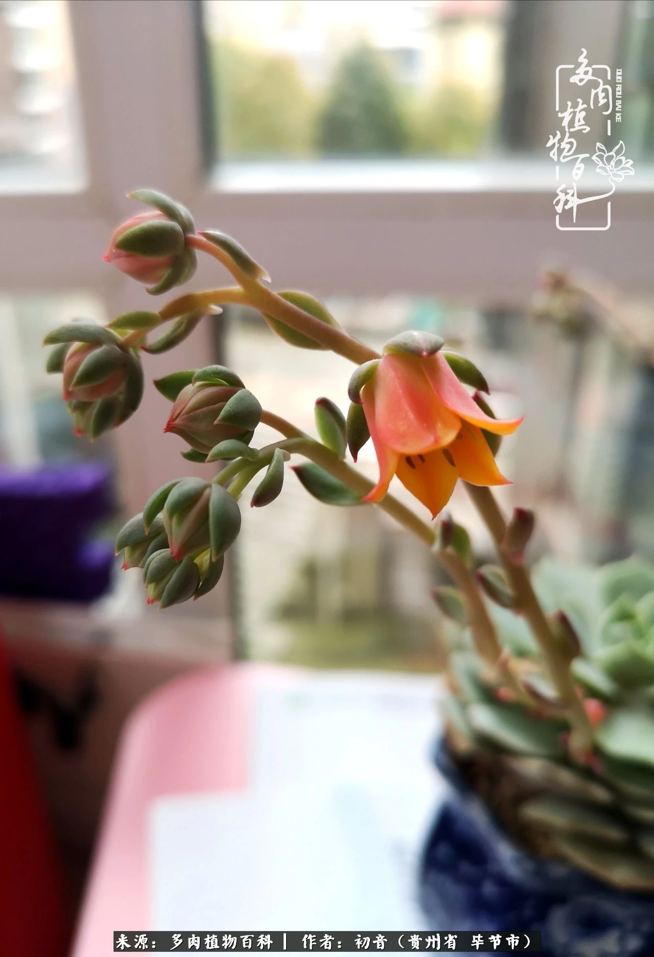 和多肉共度美好时光,与多肉一起成长