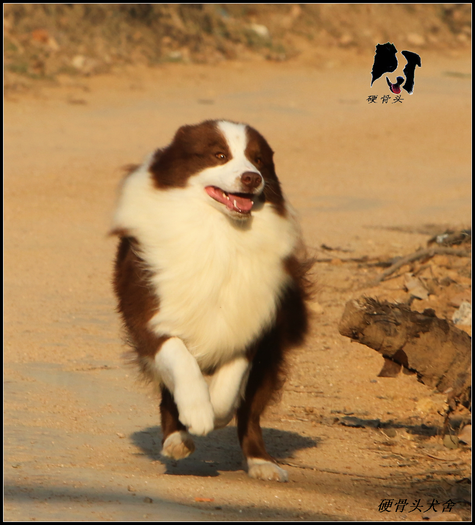 西安边境牧羊犬领养,领养边境牧羊犬幼崽