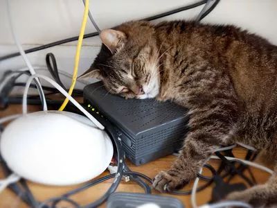 猫咪不爱主人是什么心理,猫咪无聊想玩的时候会怎么样