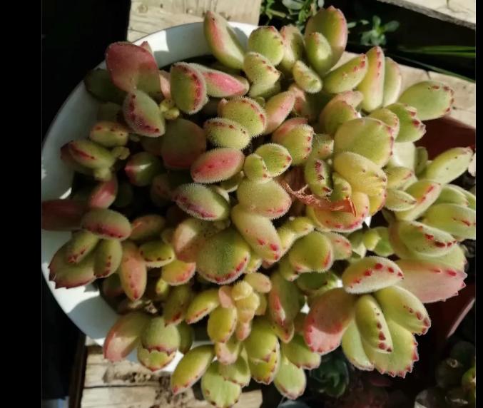 多肉养出状态来有多美?这102种多肉控养上色之后美呆了