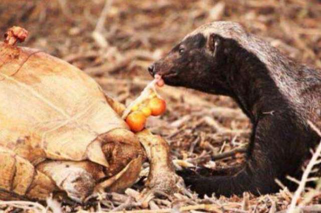 关于蜜獾平头哥你到底了解多少,平头哥蜜獾暴力鸟