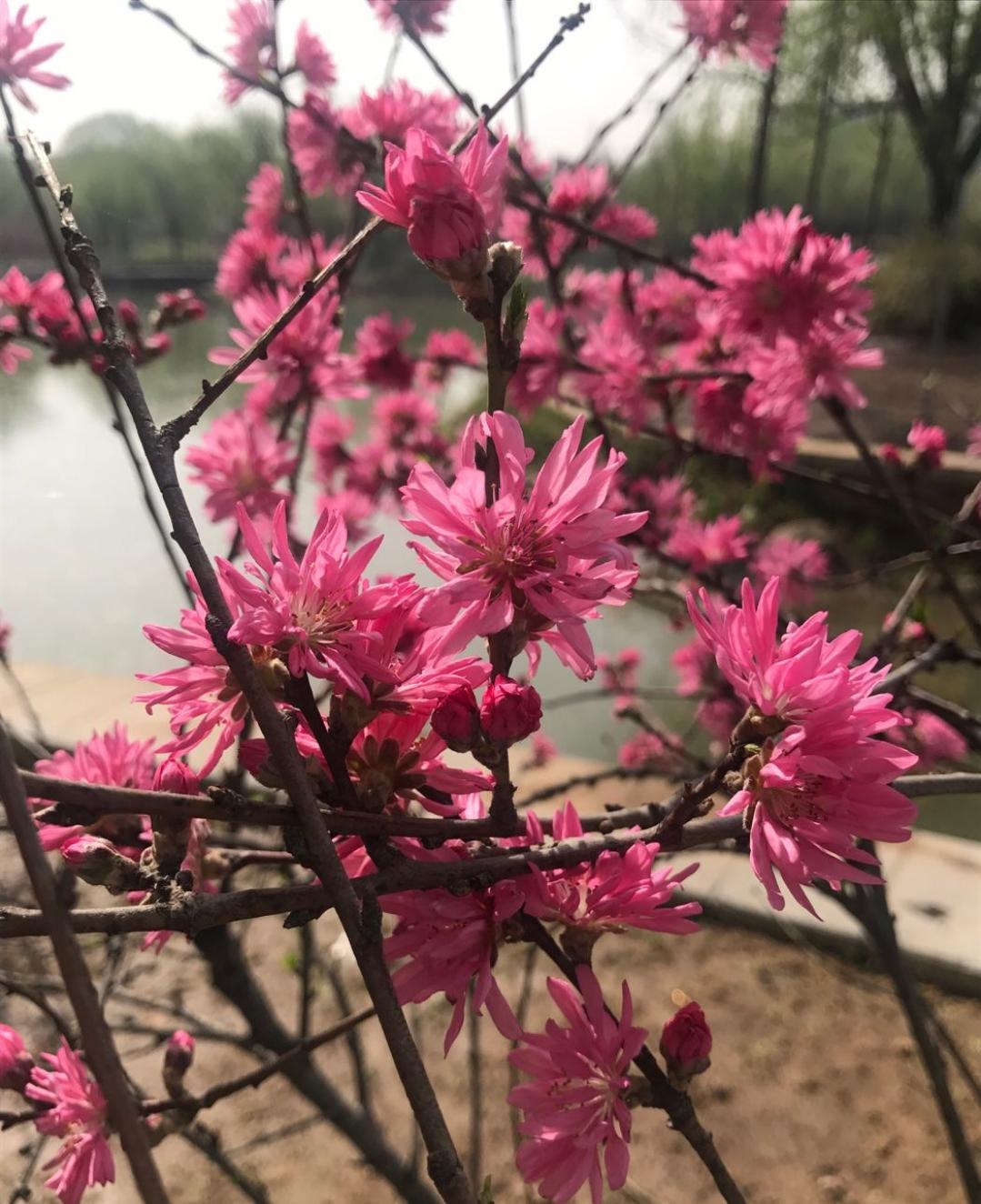 映日荷花别样红湖中美景,莲叶无穷碧映日荷花别样红美景