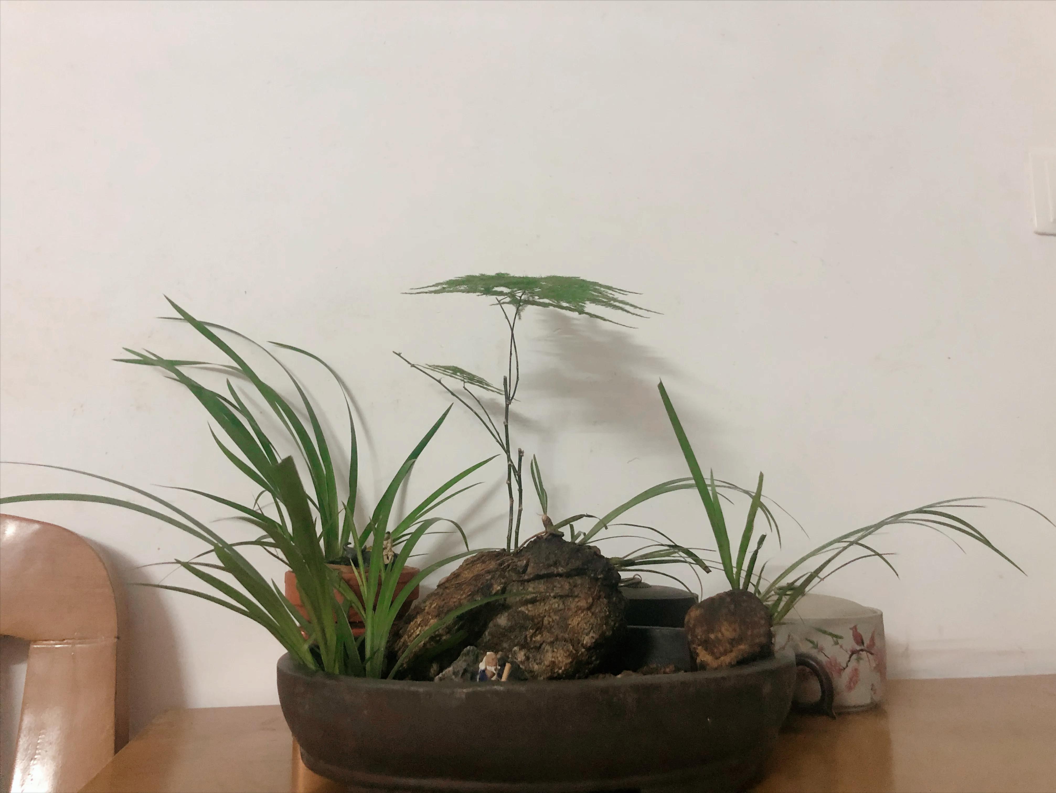 深山野岭野生植物,深山老林野菜植物