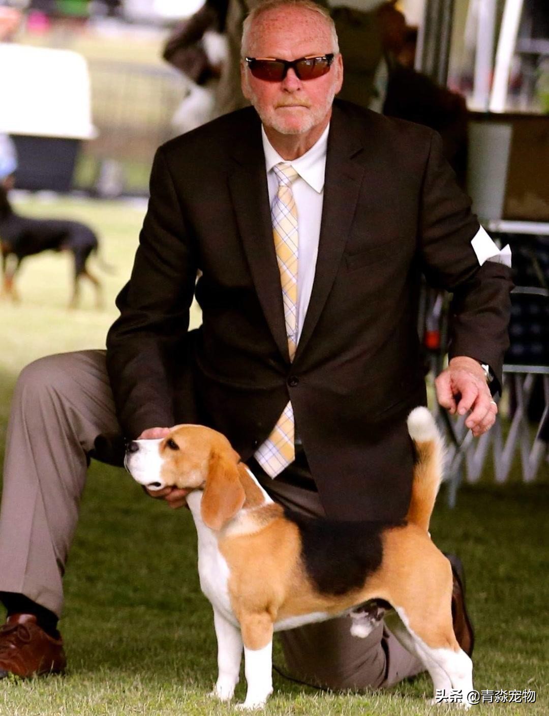 狗狗吃撑了呕吐拉稀怎么办,狗狗感冒了呕吐喂什么药好