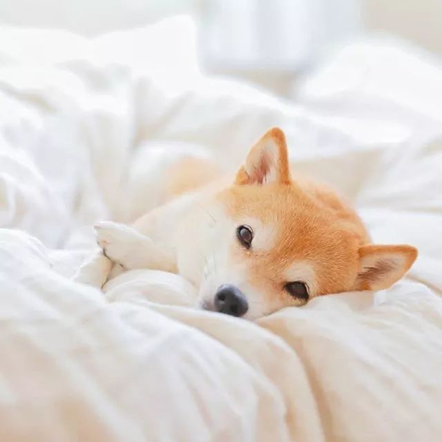 比人还会拍照的狗,简直萌炸朋友圈了