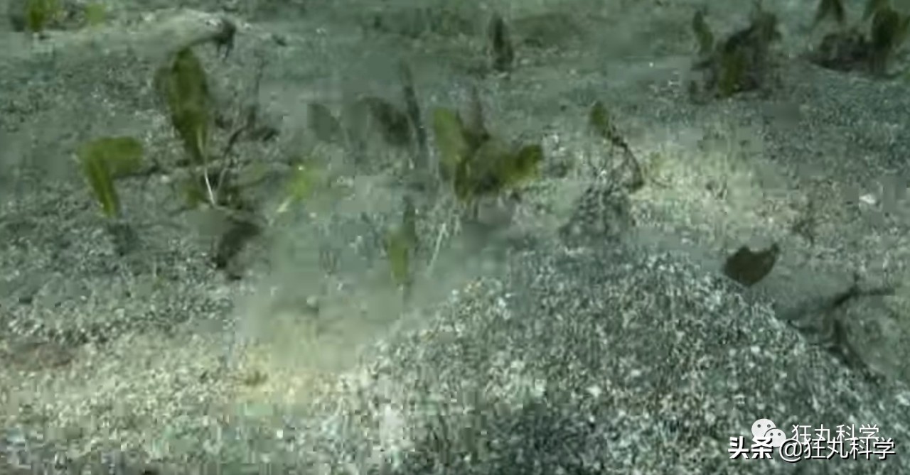 章鱼为什么有这么多怪异的身体,章鱼会两条腿走路